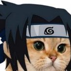 not_a_cat