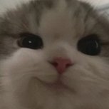 tet